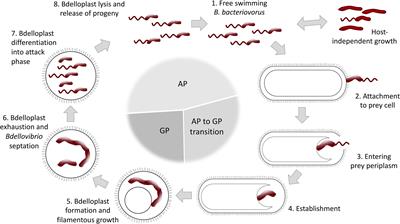 Biotechnological Potential of Bdellovibrio and Like Organisms and Their Secreted Enzymes